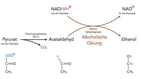 Gärung vs. aerobe Oxidation: NAD+-Regeneration und Schicksal von Pyruvat