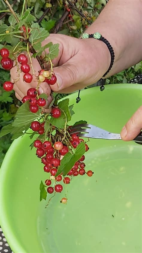 Gabel mit Johannisbeeren