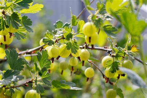 Ganze Stachelbeeren in Smaragd-Sirup mit Orangenstückchen