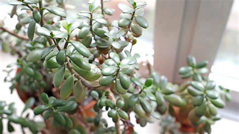 Garten: Honigmelonenpflanze - richtig schneiden und pflegen