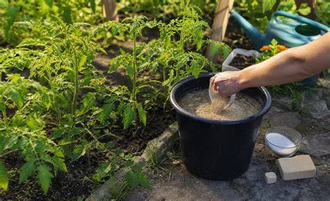 Garten mit Tomaten, Hefe und Zucker, schematische Darstellung der Wirkung im Boden