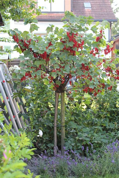 Garten mit reifen Johannisbeeren am Strauch