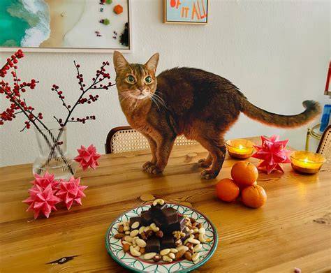 Gefährliche Weihnachtsleckereien für Katzen