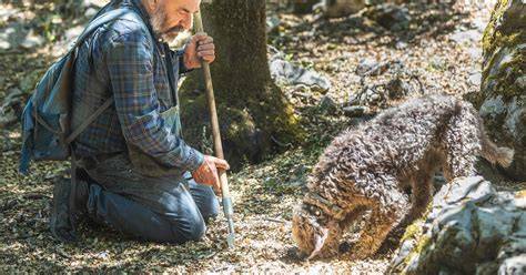 Geführte Trüffeljagd mit Hund in den Wäldern Istriens, Kroatien