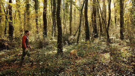 Geführte umweltschonende Trüffelsuche im Motovun-Wald