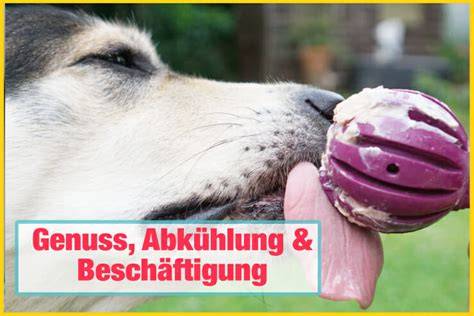 Gefüllter Kong mit Hundeeis als Sommerbeschäftigung