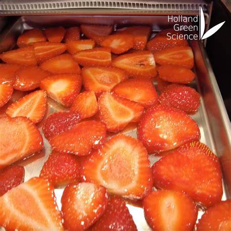 Gefriertrocknung Prozess Erdbeeren