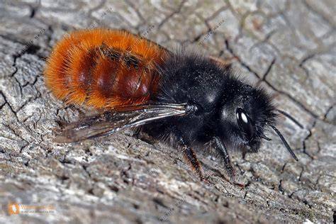 Gehörnte Mauerbiene - Makrofotografie mit betonter rot-schwarzer Färbung