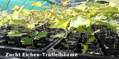 Geimpfte Trüffelbäume in der Baumschule