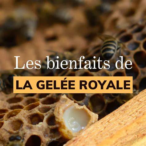 Gelée Royale und Honig: Chancen und Risiken