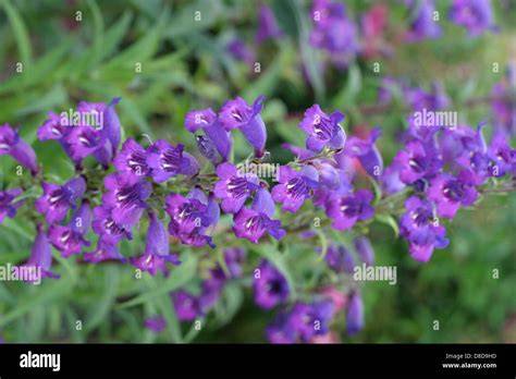 Gelato Blüten: dunkles Grün mit violetten Tönen und frostigen Trichomen