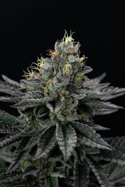 Gelato Buds lila-grün mit Trichomen