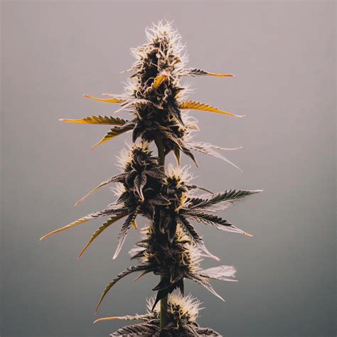 Gelato Cannabis Pflanze, Blütephase und Bud-Struktur