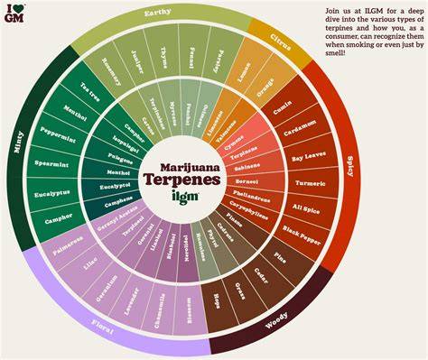 Gelato Terpene und Aromaprofil - Schemenübersicht