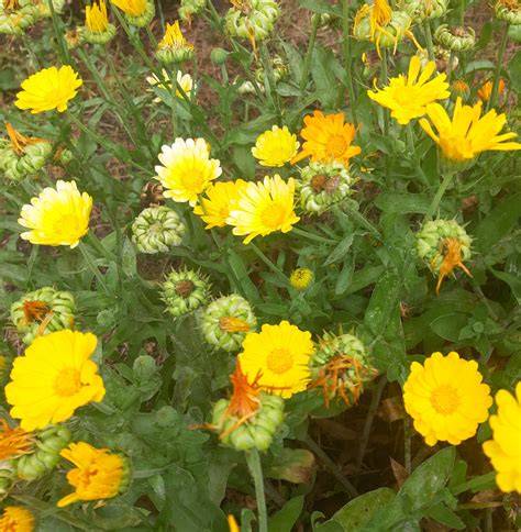 Gelb-orangene Blüten der Ringelblume im Garten