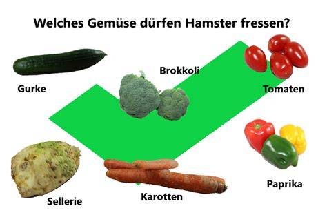 Gemüse- und Obstsorten für Hamster, unterteilt in geeignet und ungeeignet