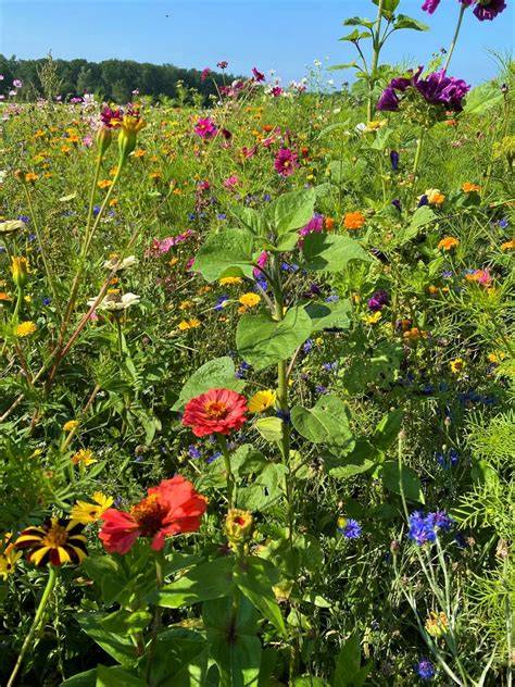 Gemeinschaftliche Blühwiese als Beitrag zu mehr Biodiversität