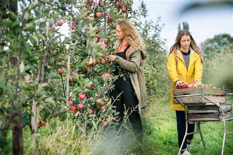 Gemeinschaftsgarten: Ernte, Austausch, frische Kräuter und Obst