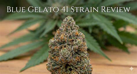 Genetik von Blue Gelato 41: Blueberry, Thin Mint Girl Scout Cookies und Sunset Sherbet