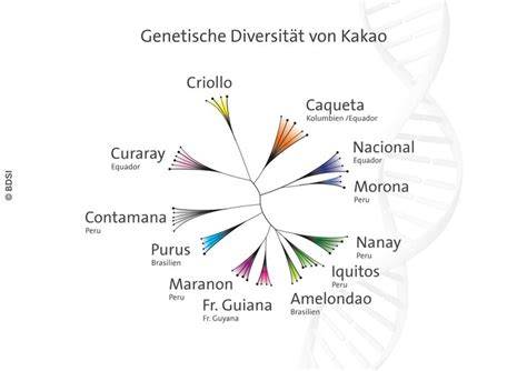 Genetische Cluster des Kakaos und Aromenvielfalt