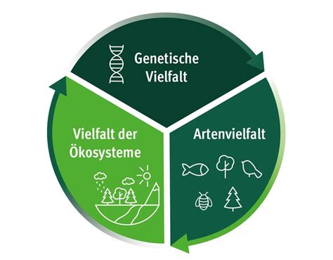 Genetische Vielfalt und Einteilung der Kakaosorten