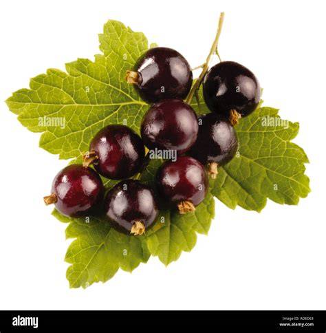 Gereifte schwarze Johannisbeeren und Champagnerflasche