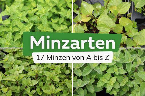 Geschichte und Arten der Minze