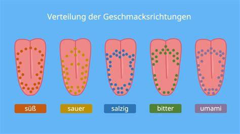 Geschmackssinn Zunge, Rezeptoren