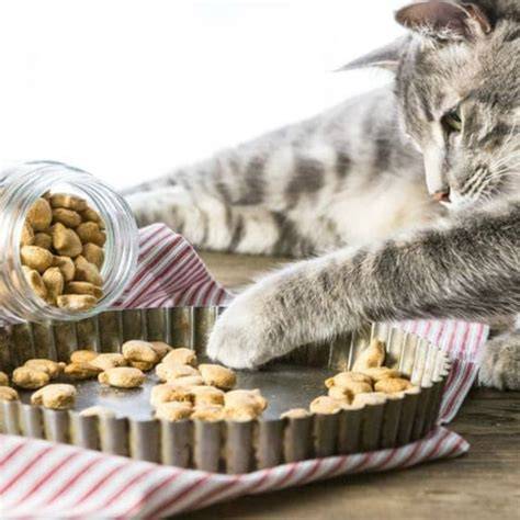 Gesunde Leckereien für Katzen als Alternative zu Schokolade