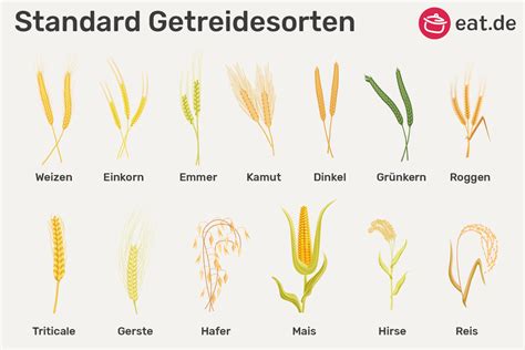 Getreidesorten für Blechkuchen auf einem Bauernhof