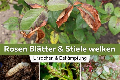 Gezuckerte Rosenblätter auf Tortengitter