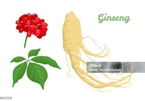 Ginsengwurzel und Kaffeebohnen