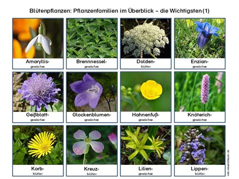 Gläser Salzwiesenhonig aus unterschiedlichen Blütenpflanzen