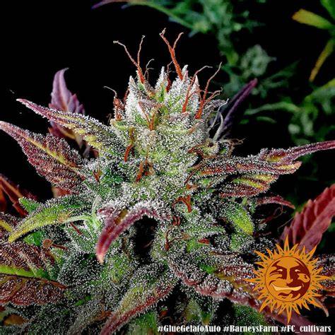Glue Gelato Auto Makroaufnahme harziger, trichomreicher Blüten mit violetten Nuancen