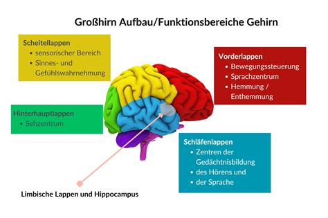 Glukosebedarf des Gehirns