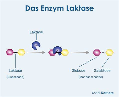 Gluten, Laktose, vegane und vegetarische Hinweise auf Brötchenverpackungen