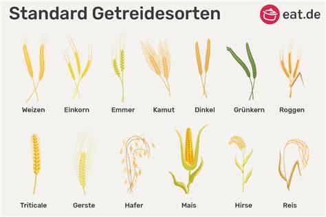 Glutenhaltige und glutenfreie Getreidearten