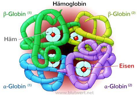 Glykierungprozess von Hämoglobin