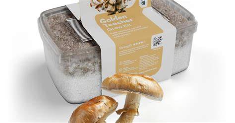 Golden Teacher Ernte im Zuchtset