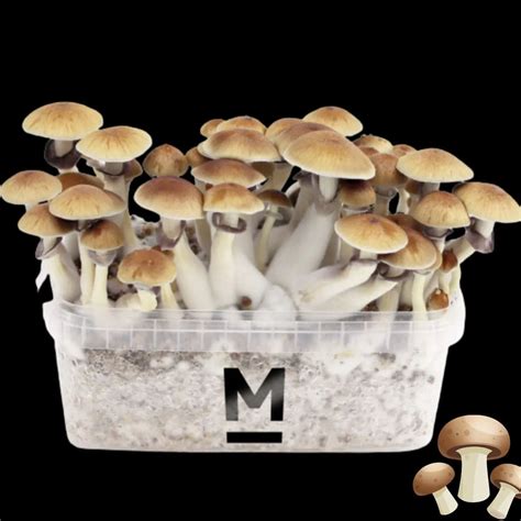 Golden Teacher Growkit Aufbau und Flush-Zyklen