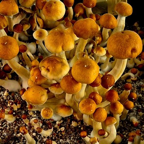 Golden Teacher Pilz Nahaufnahme