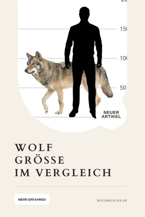 Größenvergleich der Bundeswehr-Torte (20-34 cm) mit Stückzahl-Infografik