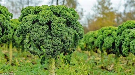 Grünkohl-Pflanzen und Schokoladenpralinen - Kombination aus Ursprung und Produkt