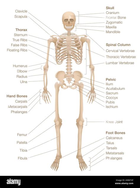 Grafik: Anatomie des Menschen mit hervorgehobenen Knochen und Calciumanteil