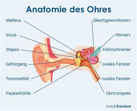 Grafik: Aufbau des Ohres und Lokalisation von Ohrenentzündungen
