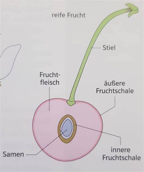 Grafik: Aufbau einer Schoko-Marzipan-Taler-Glasur