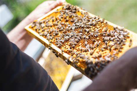 Grafik: Aufbau und Schutzfunktionen eines Bienenstocks mit Propolis