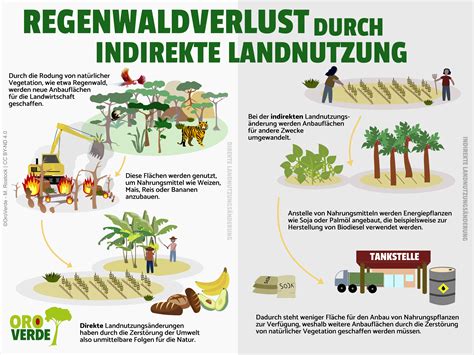 Grafik: Auswirkungen von Palmöl-Anbau auf Regenwald und Arten