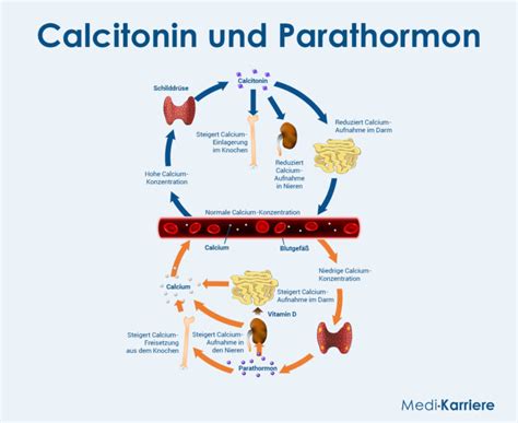 Grafik: Carotinoid-Vorkommen und Wirkung