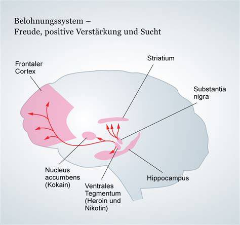 Grafik: Dopamin-Belohnungssystem und wiederholter Zuckerkonsum
